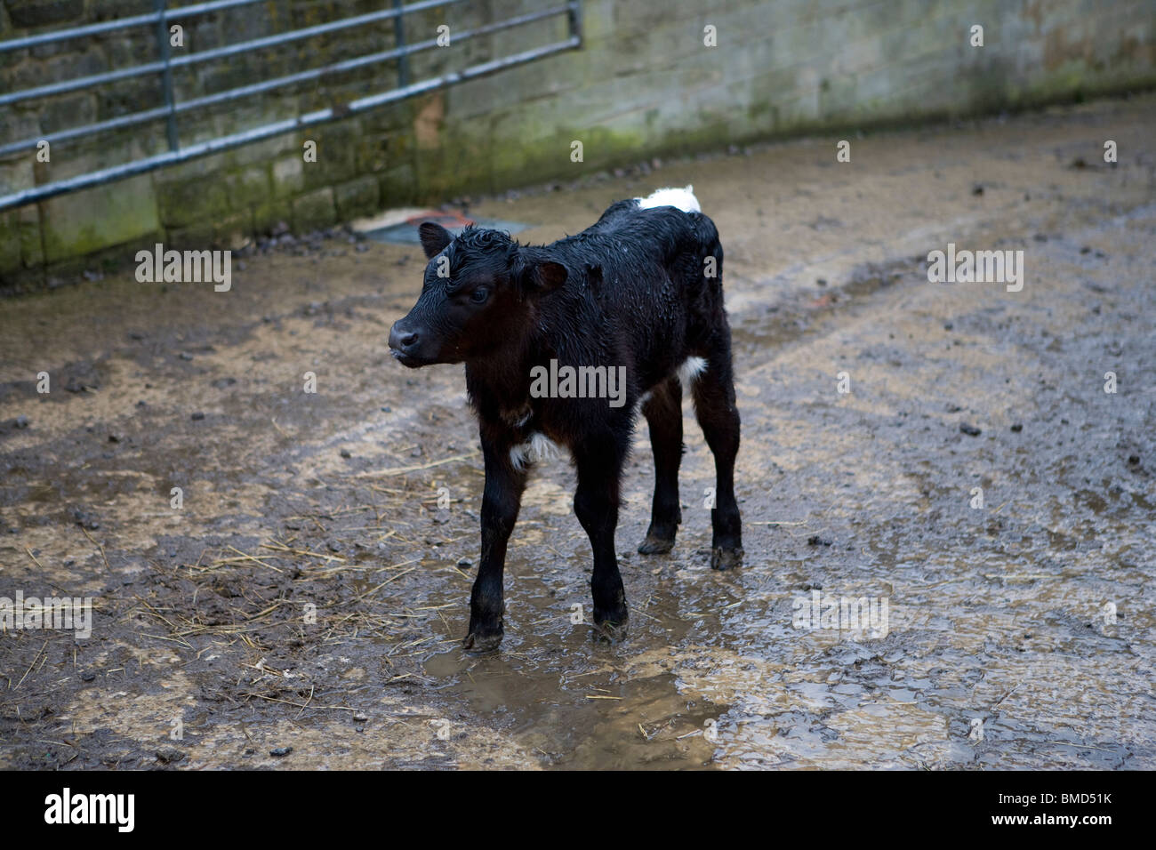 Jeune veau en cour de ferme. Le Gloucestershire. United Kingdom. Banque D'Images