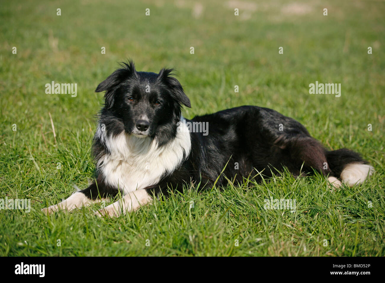 Liegender / Border Collie Border Collie couché Banque D'Images