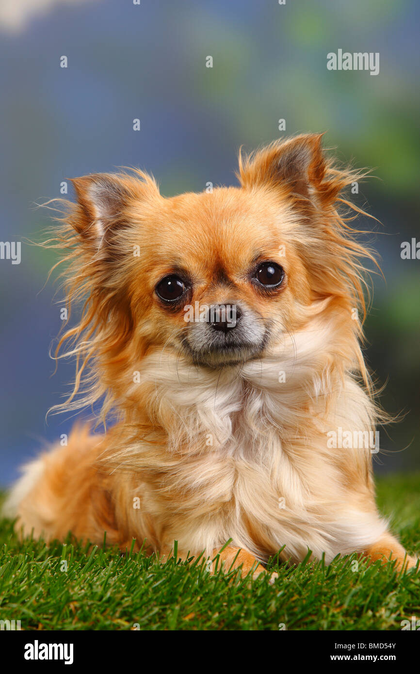Chihuahua à poil long, Banque D'Images