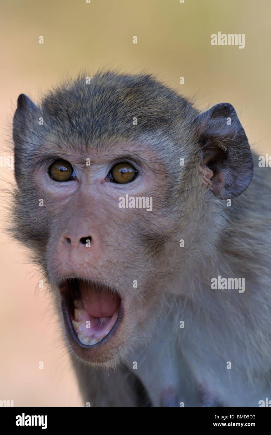 Macaque en colère montrant ses dents. Banque D'Images