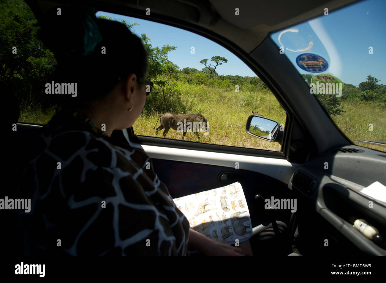 Phacochère. Le visionnement de jeu à partir d'une voiture à l'Umfolozi Hluhluwe Game Reserve. Le nord du KwaZulu Natal, Afrique du Sud Banque D'Images