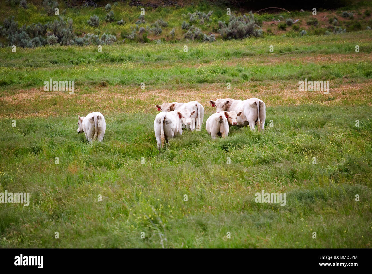 Chez les vaches charolaises dans un pâturage dans l'Est de l'Oregon dans la région de John Day. Banque D'Images