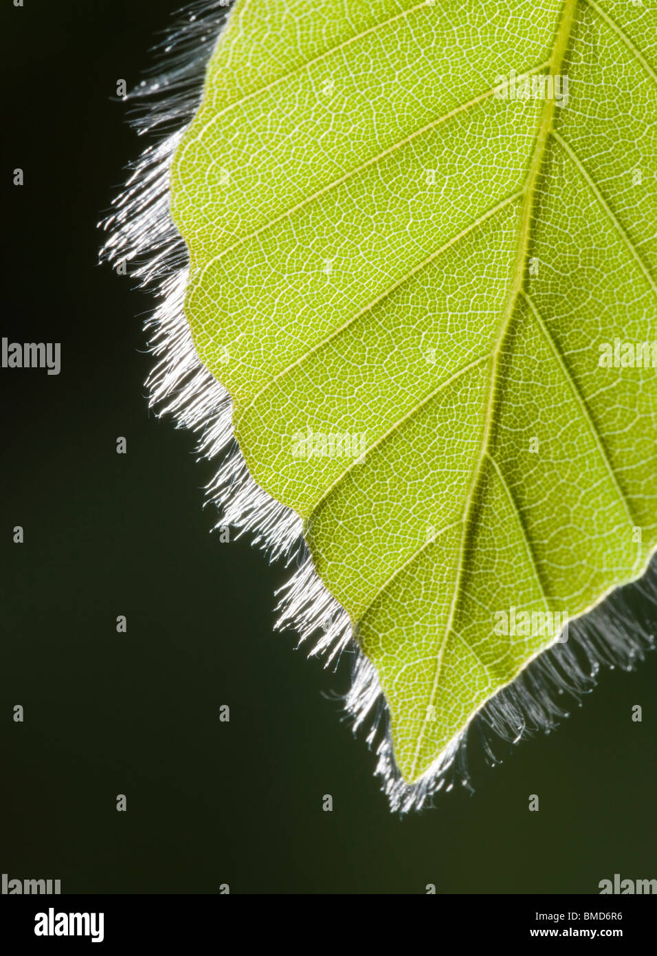 Au printemps, des feuilles de Hêtre Fagus sylvatica Banque D'Images