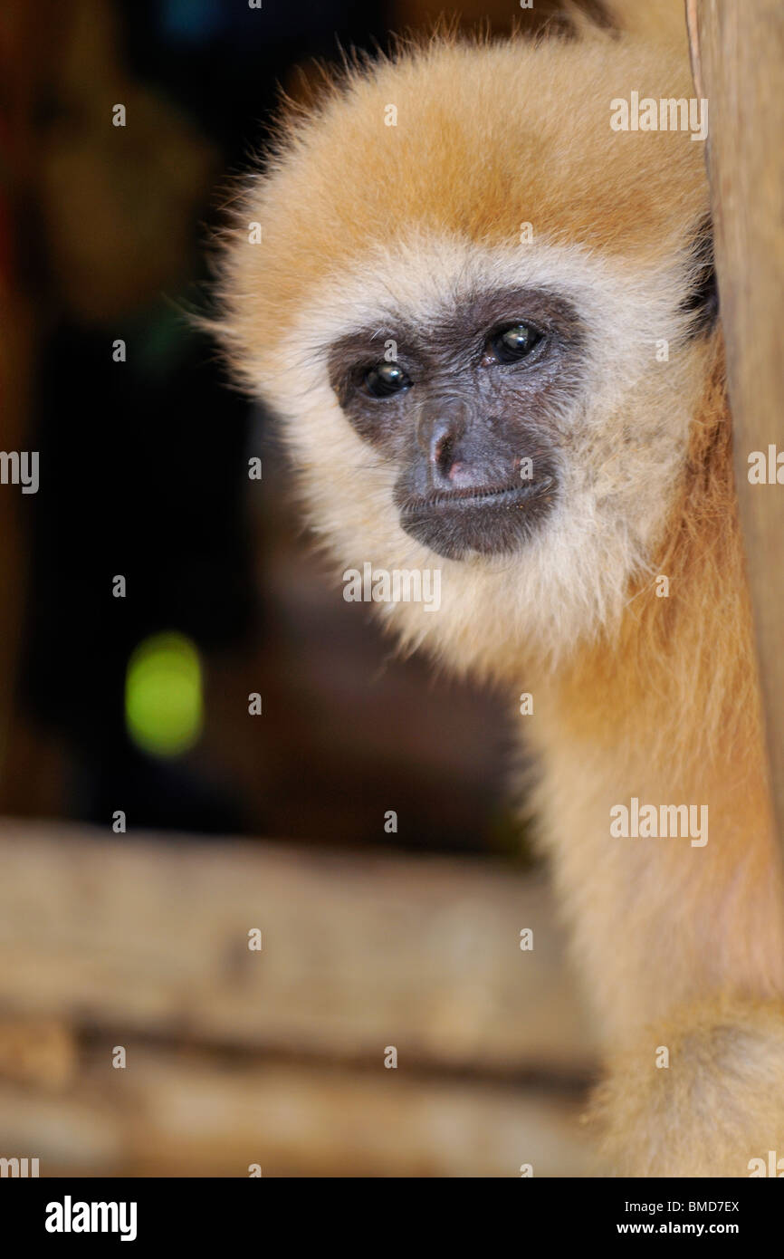 Le Lar Gibbon (Hylobates lar), également connu sous le nom de White-remis Gibbon, est un primate de la famille Hylobatidae ou gibbon. Banque D'Images