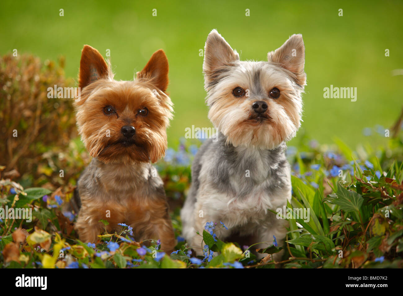 Yorkshire Terrier et Dog (Yorkshire croisé maltais) Banque D'Images