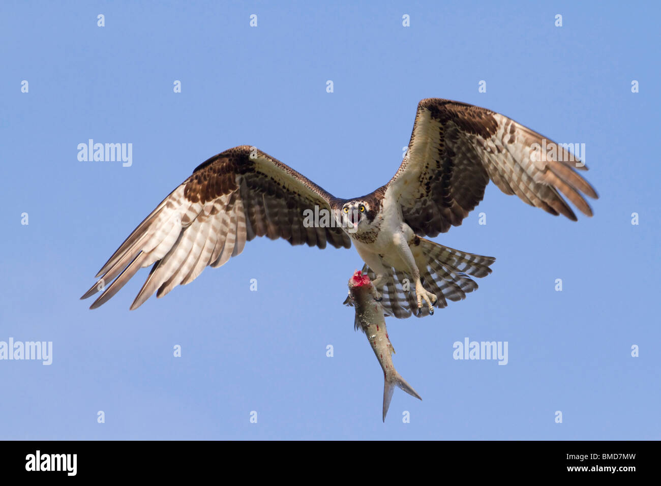 Balbuzard pêcheur (Pandion haliaetus) avec un poisson frais. Banque D'Images