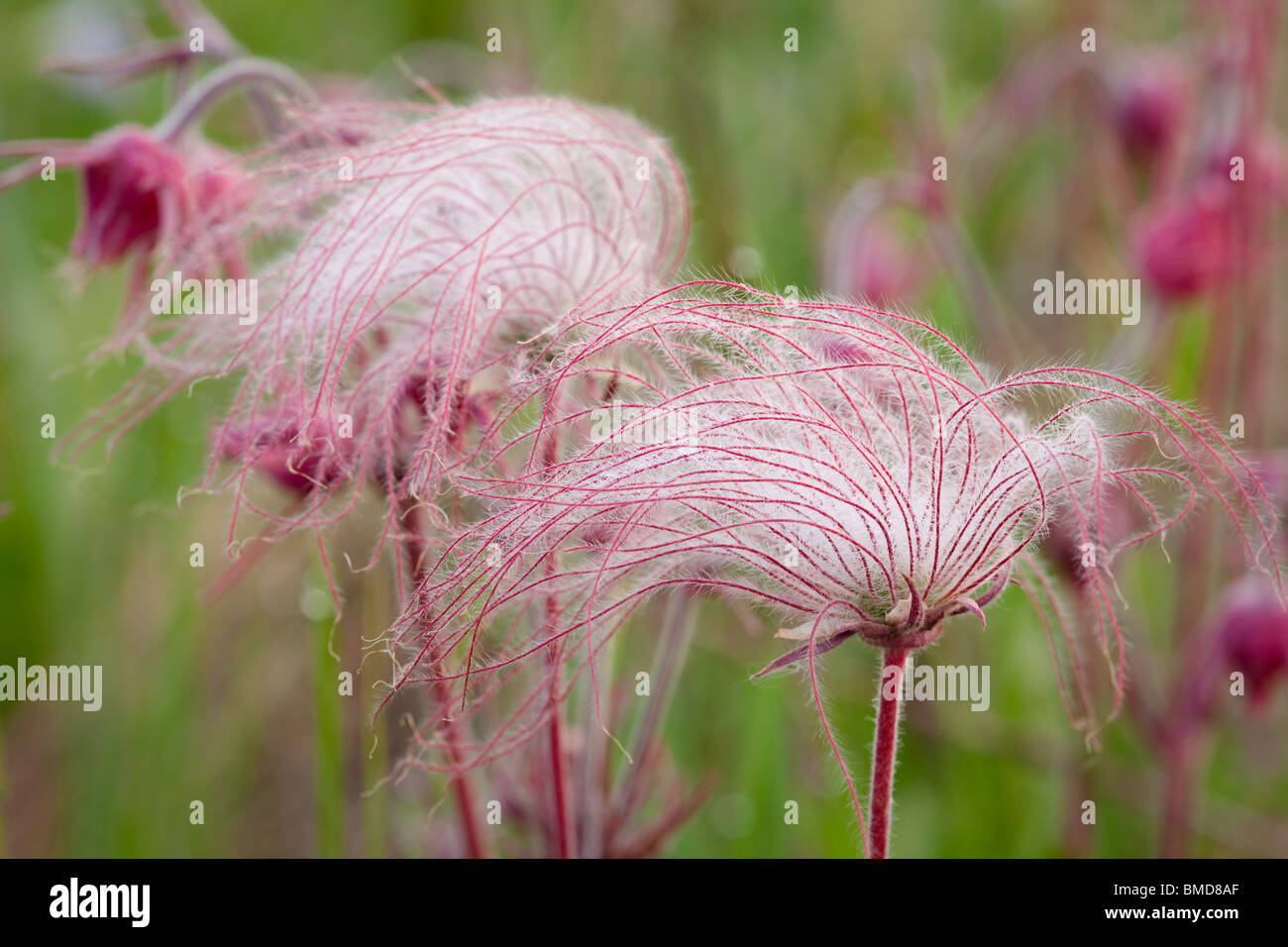 (Geum triflorum prairie smoke), Hayden, préserver l'état des prairies Howard Comté (Iowa) Banque D'Images