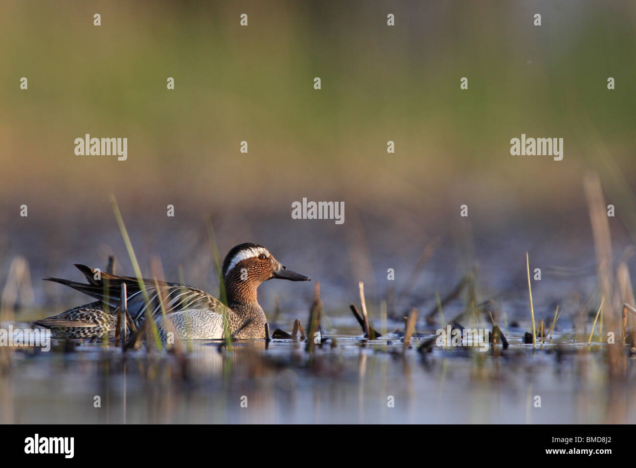 Male Sarcelle d'été (Anas querquedula) nager sur le petit lac. Printemps 2010, l'Estonie Banque D'Images