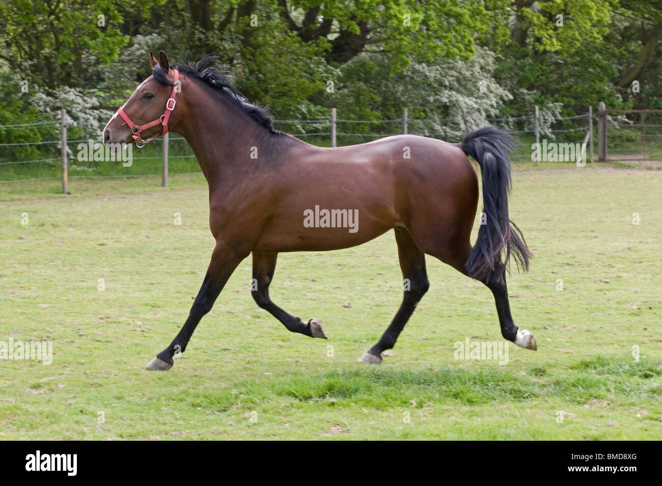 Mare de pur-sang trottant dans un enclos Banque D'Images