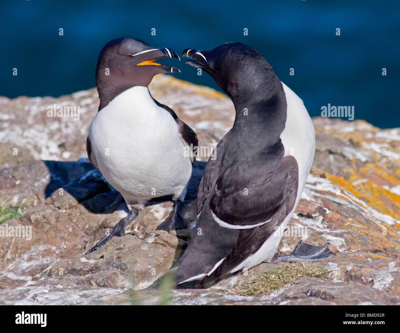 Les petits pingouins (Alca torda), pays de Galles, l'île de Skomer Banque D'Images