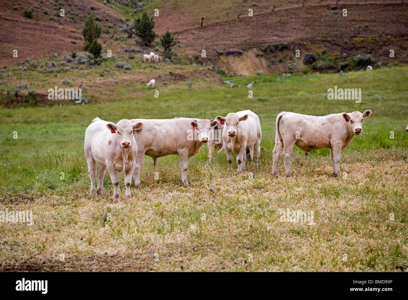 Chez les vaches charolaises dans un pâturage dans l'Est de l'Oregon dans la région de John Day. Banque D'Images