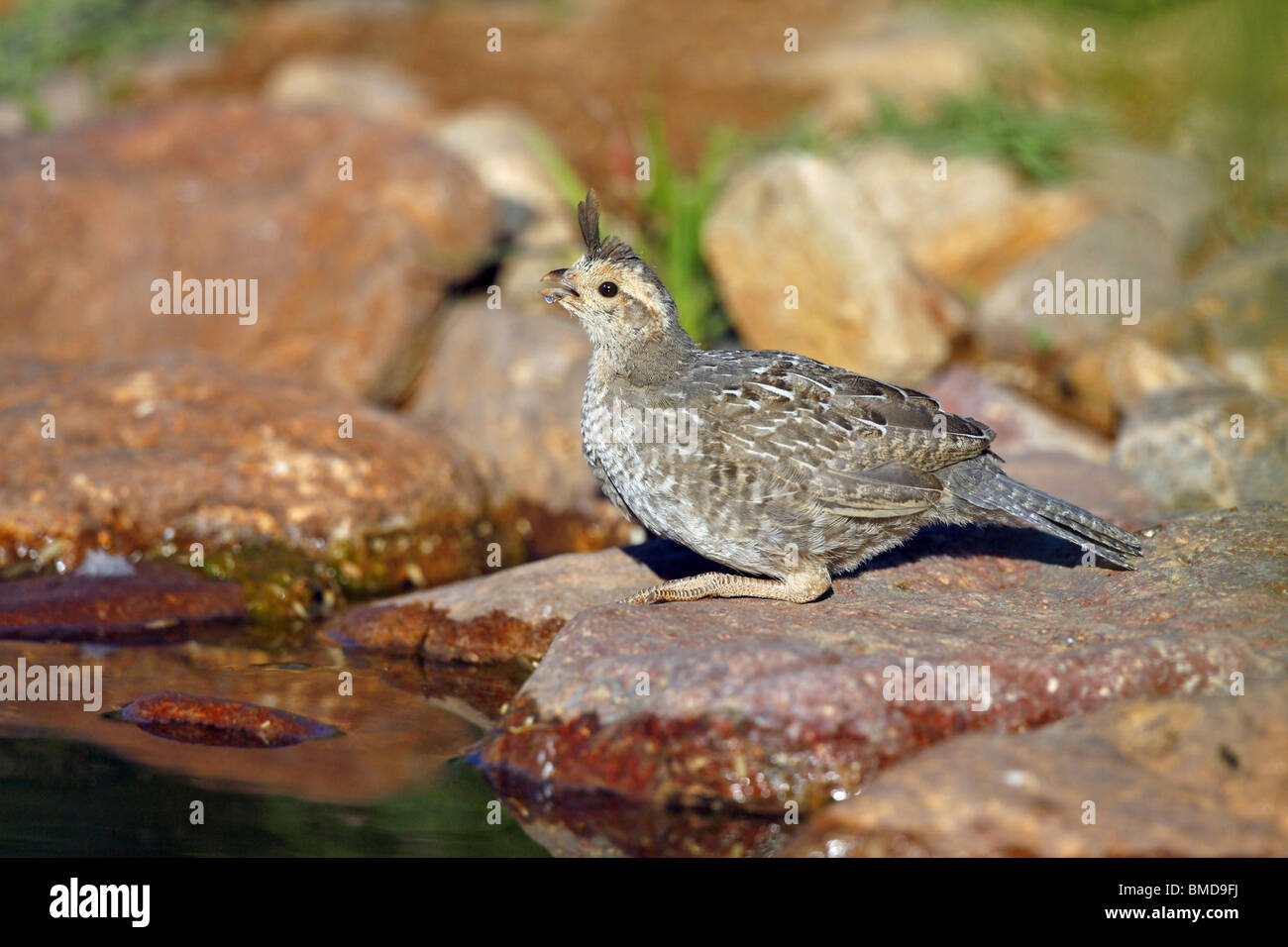 La caille de Gambel potable immatures. Banque D'Images