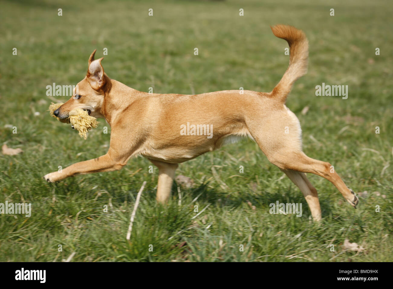 Hund dog jeu spielender / Banque D'Images