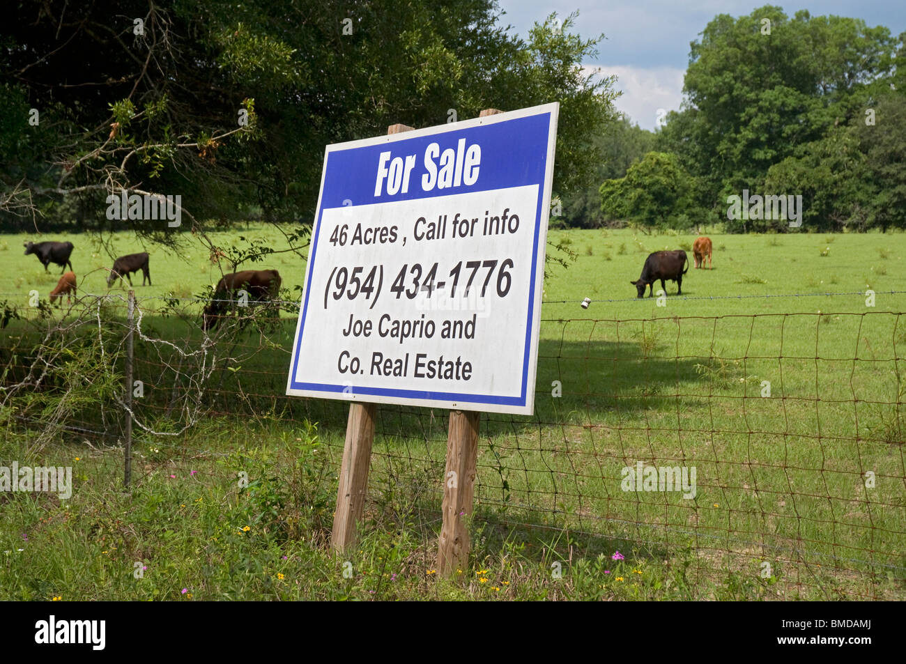 Vaches qui paissent dans les pâturages avec for sale sign en premier plan des Springs Florida Banque D'Images
