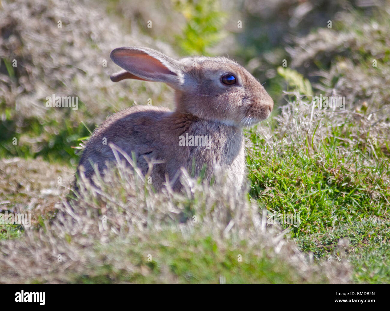 Baby Wild Lapin Européen (Oryctolagus cuniculus), pays de Galles, l'île de Skomer Banque D'Images