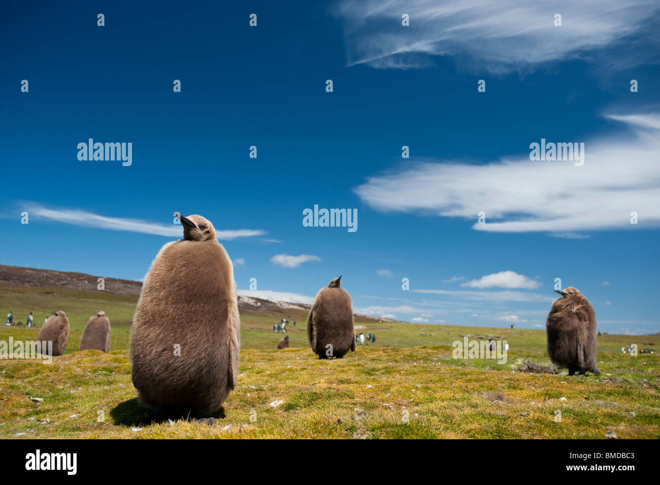 Königspinguin, King Penguin, Aptenodytes patagonicus poussins attendent les parents à Falkland Islands retour Point de bénévolat Banque D'Images