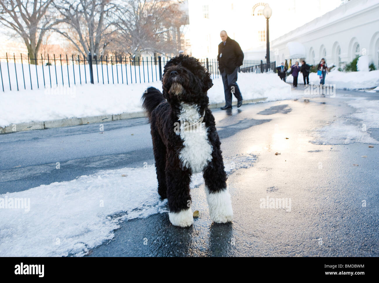 Bob Obama, le chien de la famille présidentielle. Banque D'Images