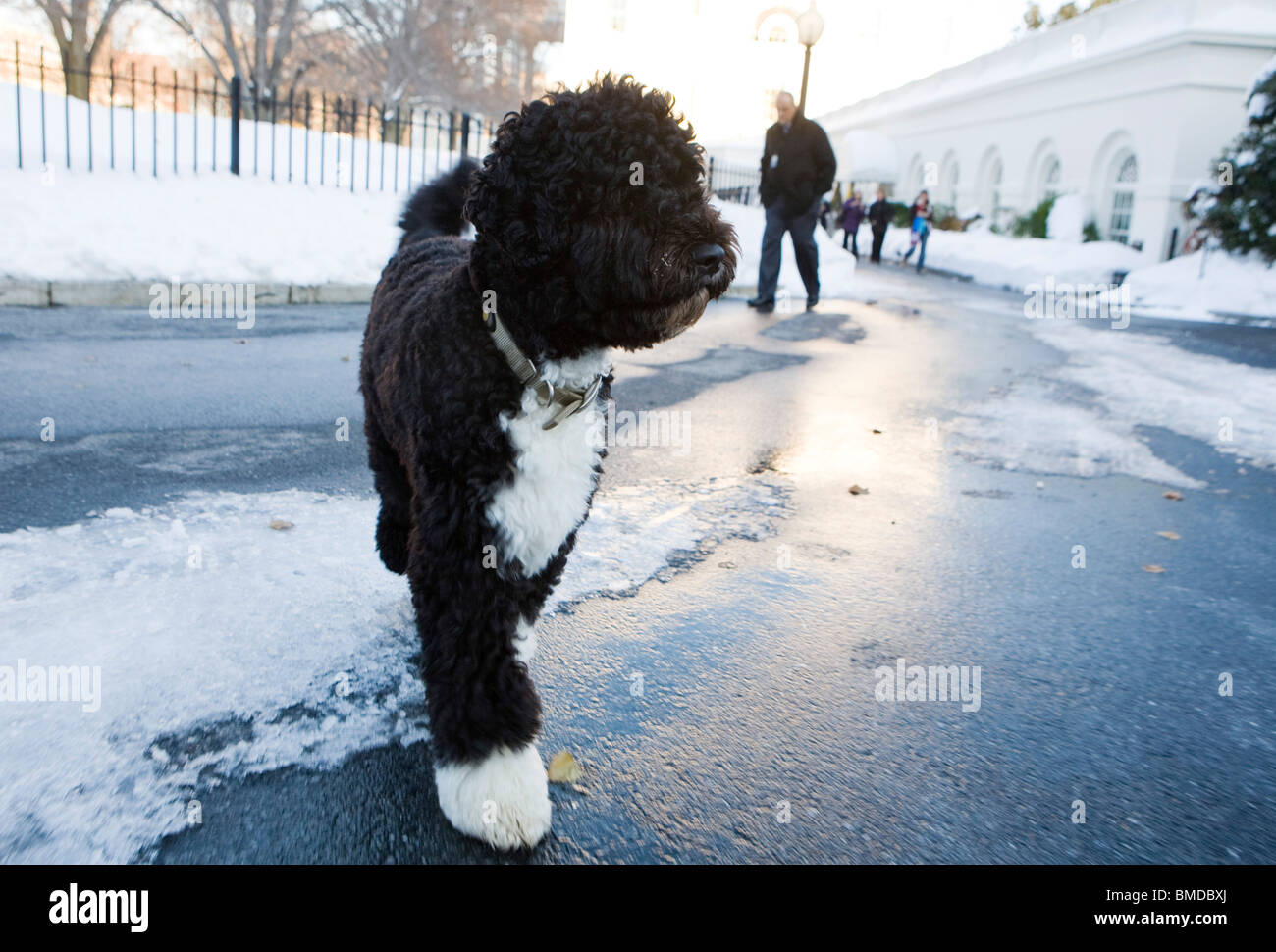 Bob Obama, le chien de la famille présidentielle. Banque D'Images