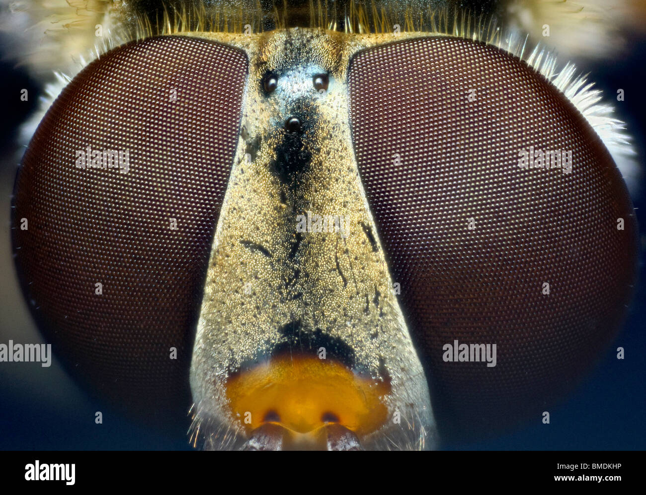 Extreme close up des yeux d'un Meliscaeva cinctella hover fly Banque D'Images