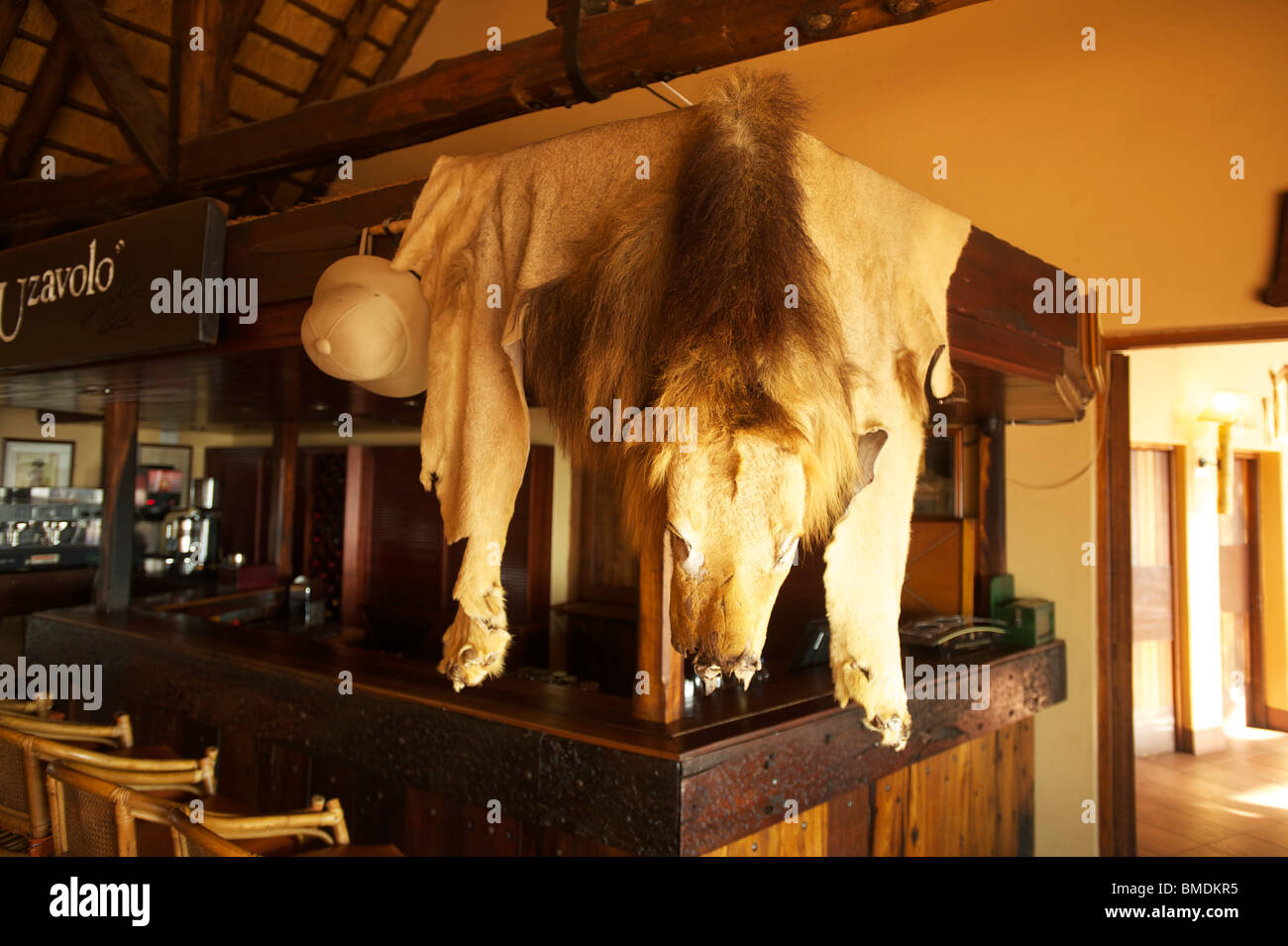 La peau de lion dans la barre du Safari Lodge à l'Hluhluwe Umfolozi game reserve. Le nord du KwaZulu Natal, Afrique du Sud Banque D'Images La peau de lion dans la barre du Safari Lodge à l'Hluhluwe Umfolozi game reserve. Le nord du KwaZulu Natal, Afrique du Sud Banque D'Images