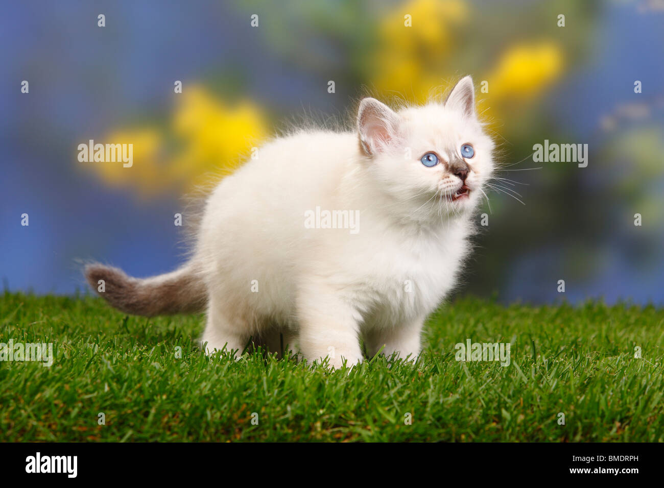 Chat Sacré de Birmanie, chaton, 7 semaines / Birman Banque D'Images