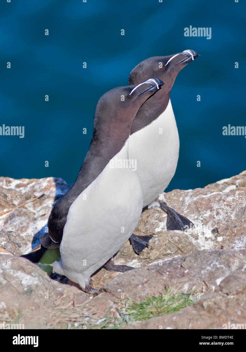 Les petits pingouins (Alca torda), pays de Galles, l'île de Skomer Banque D'Images