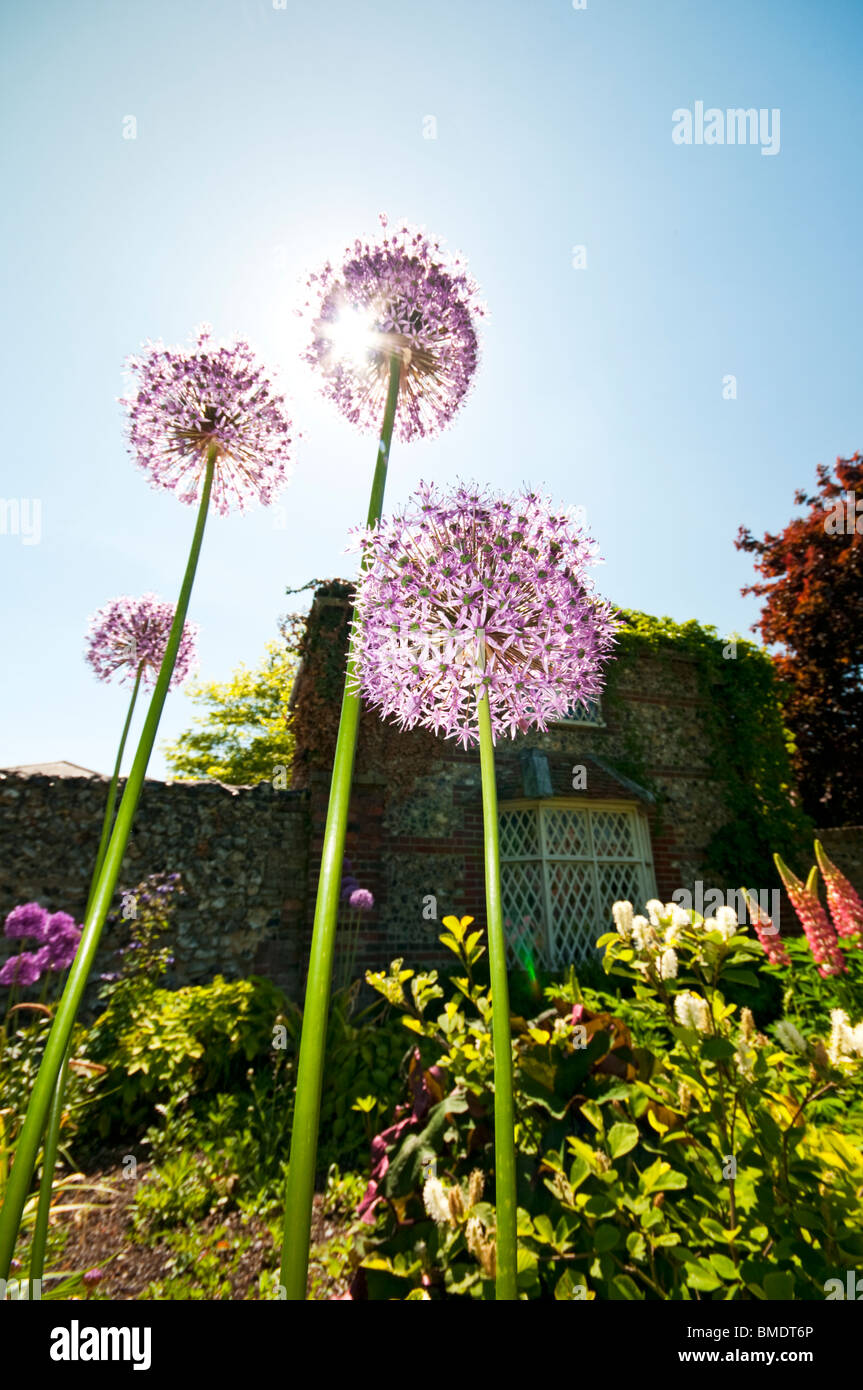 Quelques Allium devant un cottage prises à un angle faible. Une belle photo d'été floral avec le soleil derrière la tête d'Allium. Banque D'Images