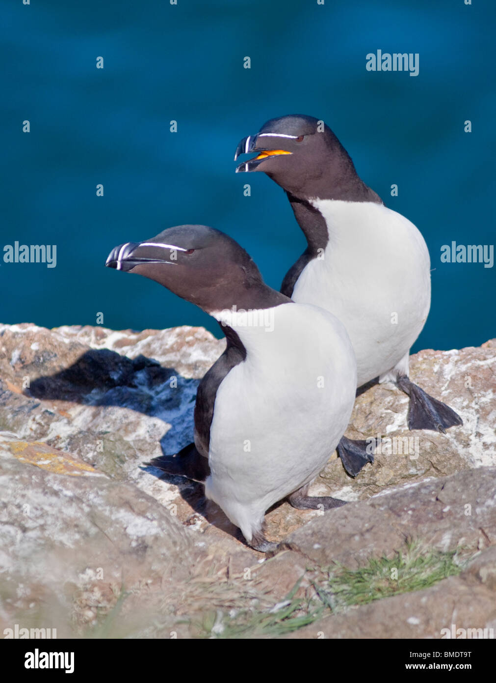 Les petits pingouins (Alca torda), pays de Galles, l'île de Skomer Banque D'Images