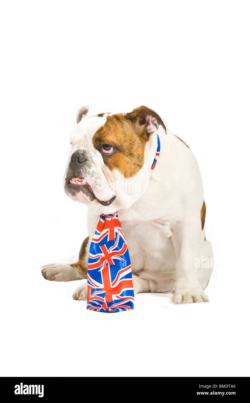 Un triste à 6 mois du British Bulldog portant une cravate Union Jack à  l'encontre d'un blanc pur (255rgb) Arrière-plan Photo Stock - Alamy
