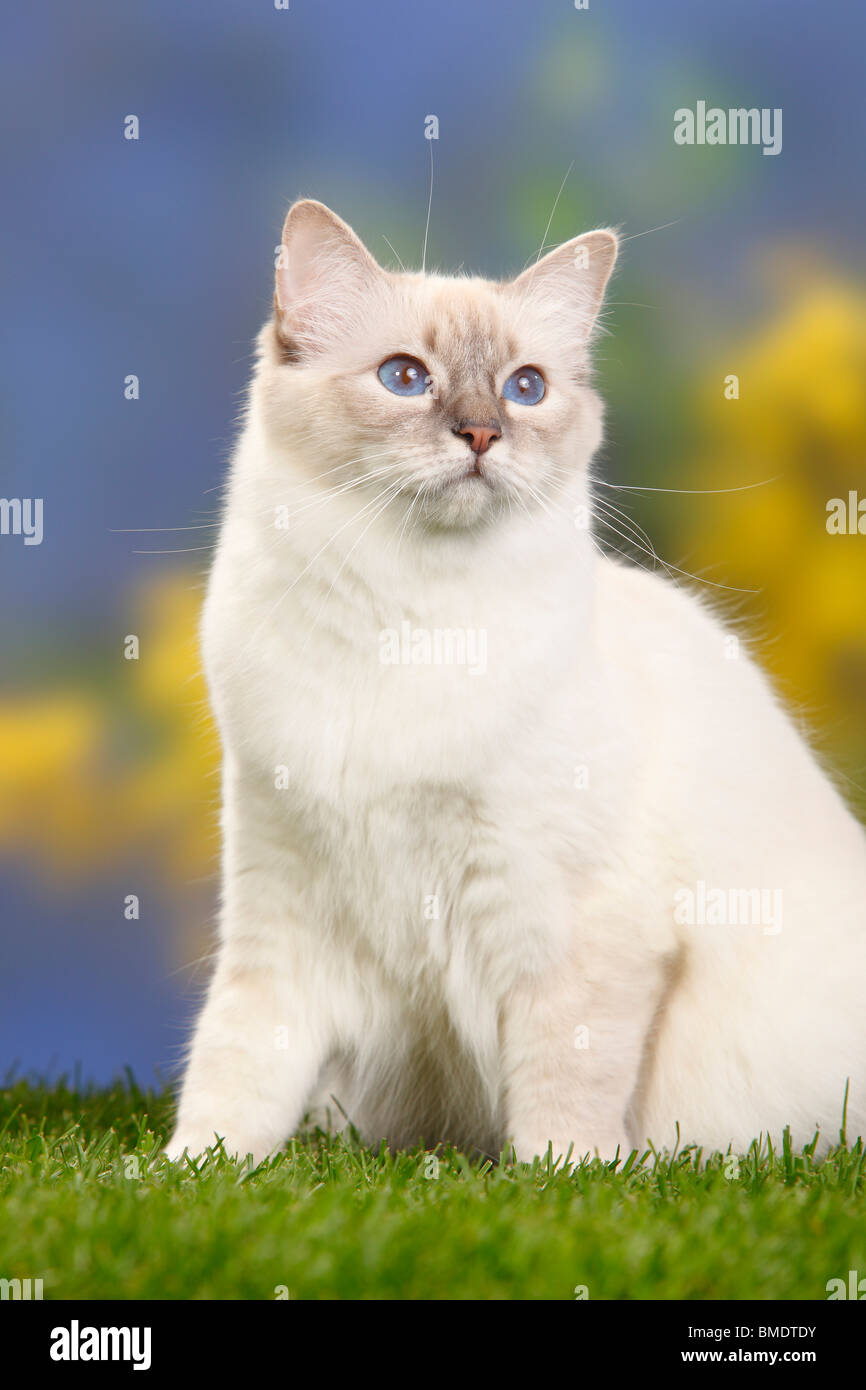 Chat Sacre De Birmanie Blue Tabby Point Birman Photo Stock Alamy