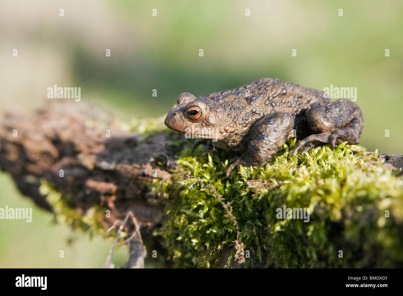 Un crapaud commun (Bufo bufo) assis sur une branche moussue dans la campagne anglaise Banque D'Images