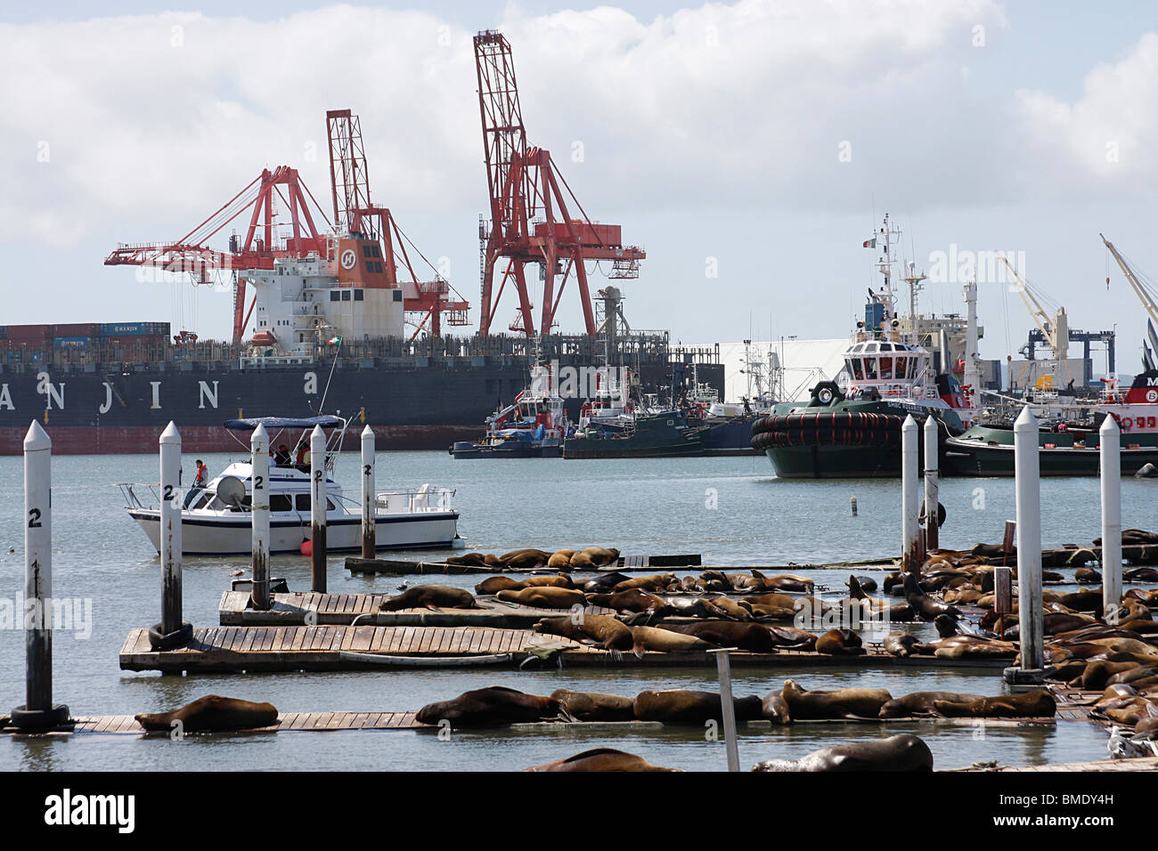 Les phoques se prélassent au soleil sur le ponton de la port de pêche d'Ensenada, Mexique Banque D'Images