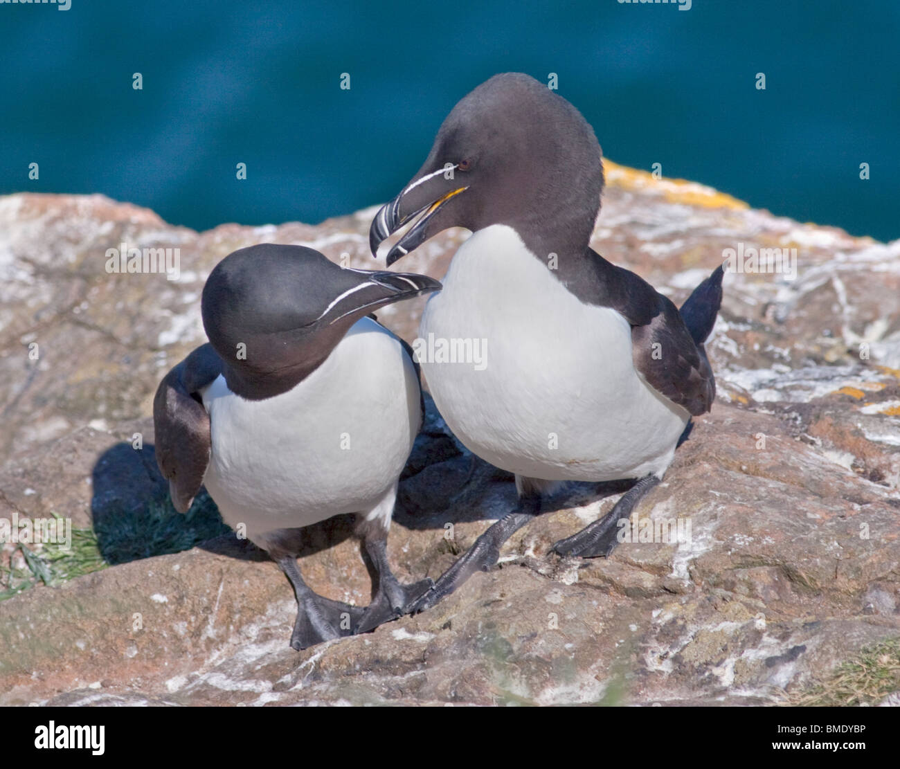 Les petits pingouins (Alca torda), pays de Galles, l'île de Skomer Banque D'Images