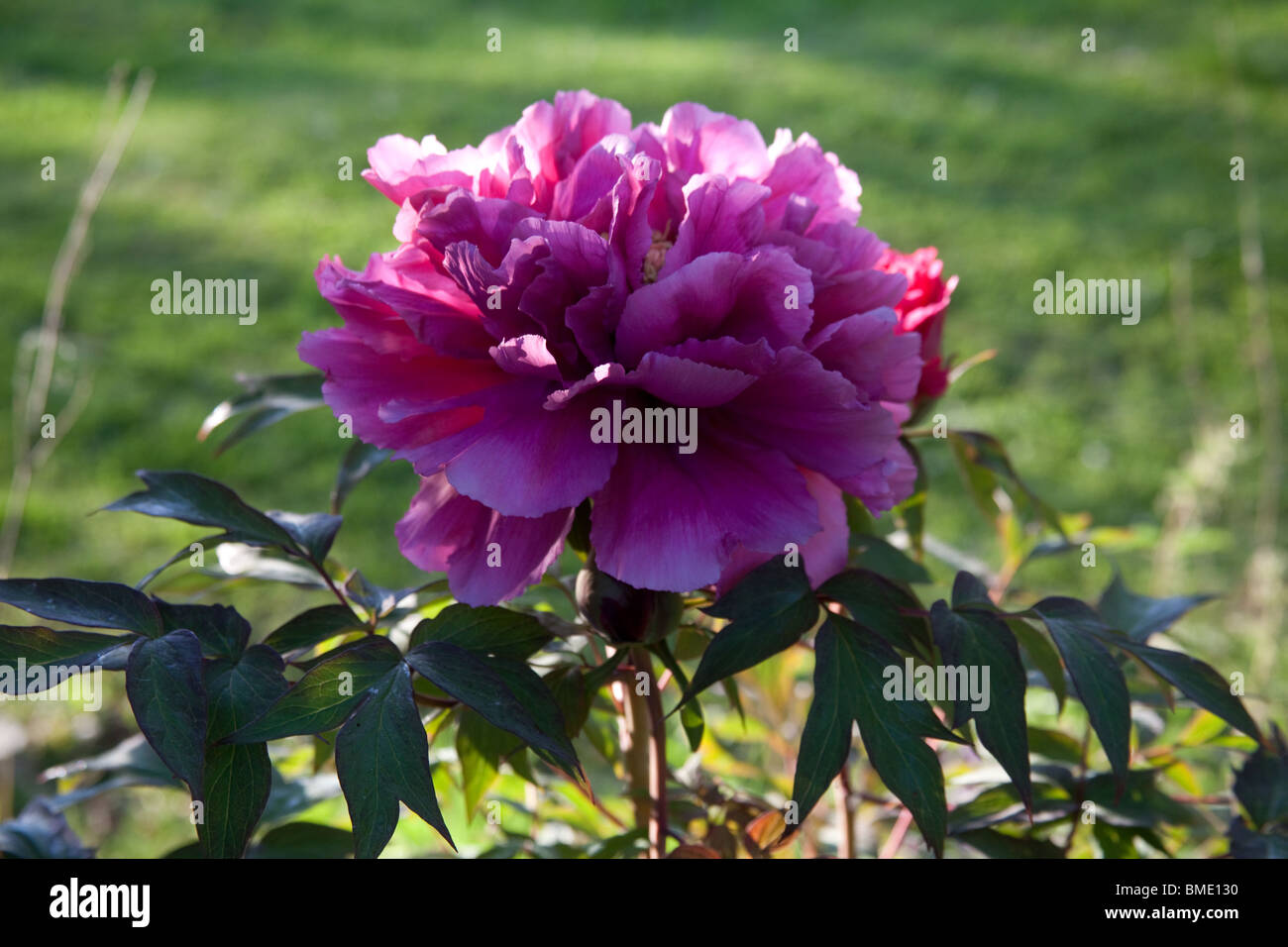 Red Tree peony flower, Hampshire, Angleterre. Banque D'Images