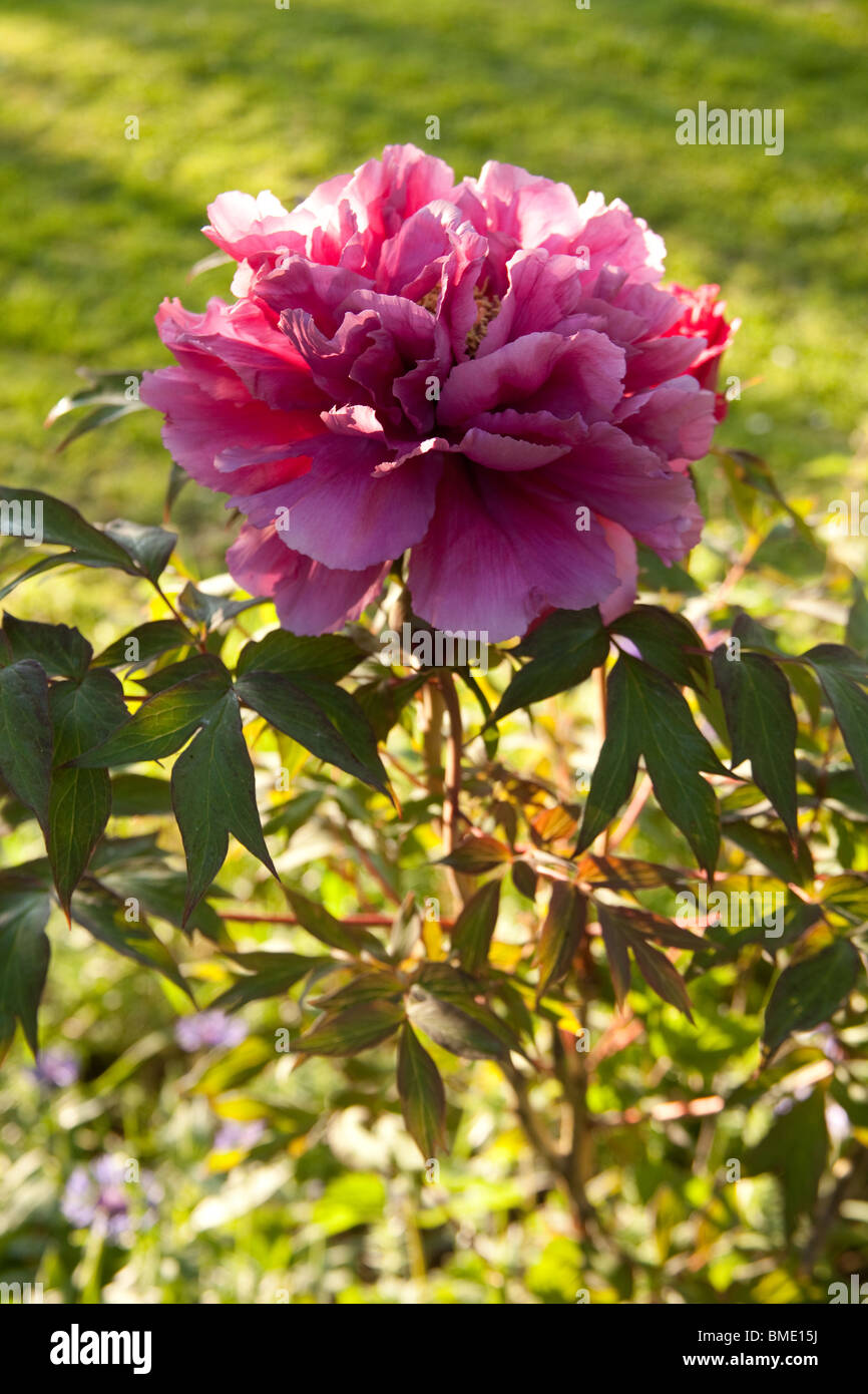 Red Tree peony flower, Hampshire, Angleterre. Banque D'Images
