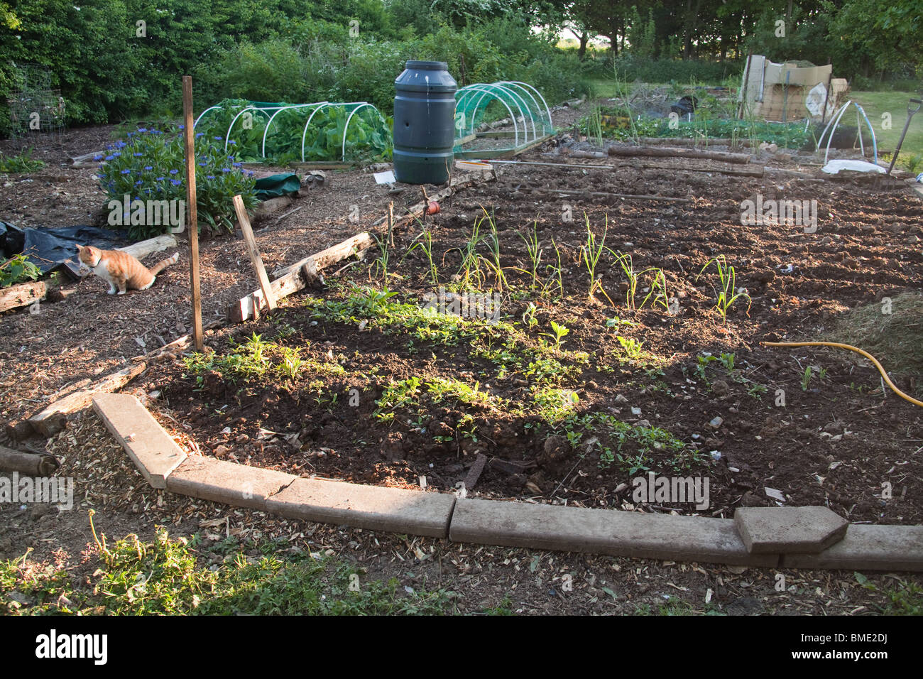 Ou légumes potager , Hampshire, Angleterre. Banque D'Images