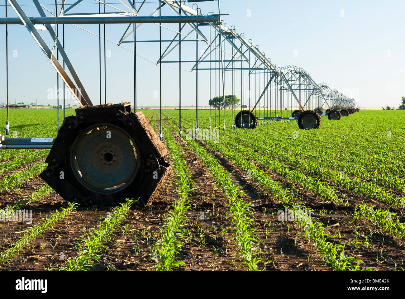 Un système d'irrigation à pivot central dans un champ de maïs Photo Stock -  Alamy