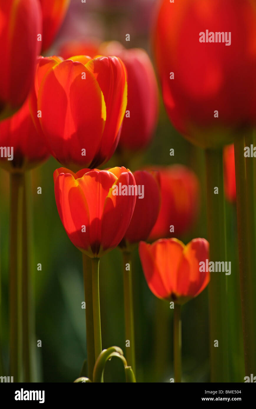 Scarlet red tulips fermer jusqu'au jardins de Keukenhof Lisse Pays-bas Hollande eu Europe Banque D'Images