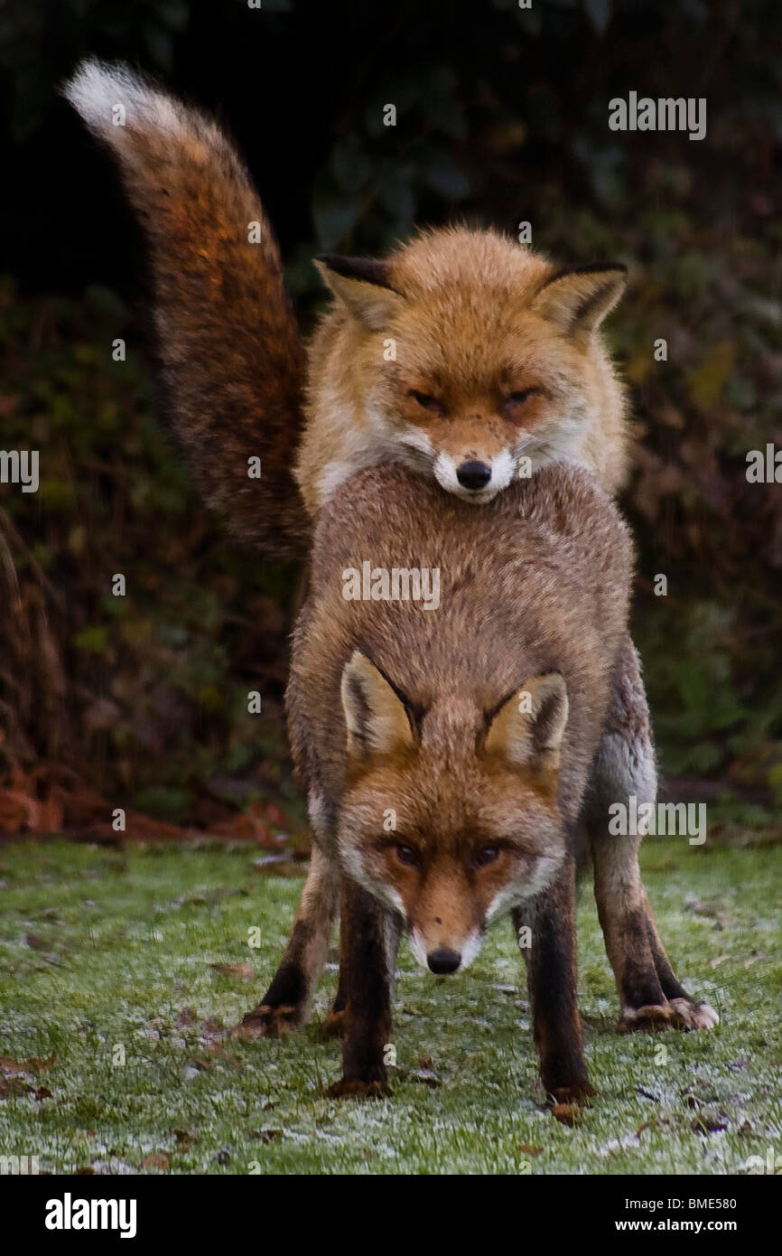 Les renards d'accouplement JARDIN KENT Royaume-uni ANIMAUX SAUVAGES ANIMAUX SAUVAGES ANIMAUX SAISON FOX VIXEN SEXUELLEMENT ACTIF PAYS URBAIN Banque D'Images