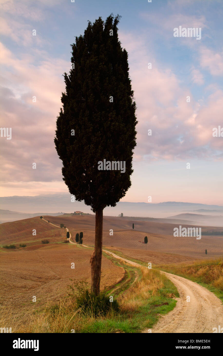 Matin brumeux Lone Cypress tree sur une colline Terripilli Val d'Orcia, près de Pienza Toscane Italie Europe de l'UE Banque D'Images