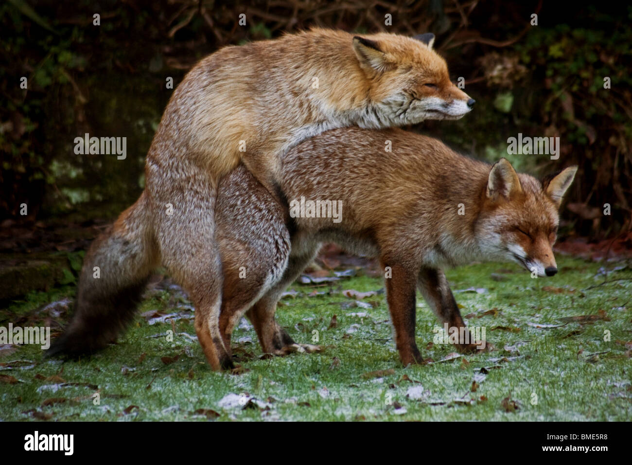 Les renards d'accouplement JARDIN KENT Royaume-uni ANIMAUX SAUVAGES ANIMAUX SAUVAGES ANIMAUX SAISON FOX VIXEN SEXUELLEMENT ACTIF PAYS URBAIN Banque D'Images