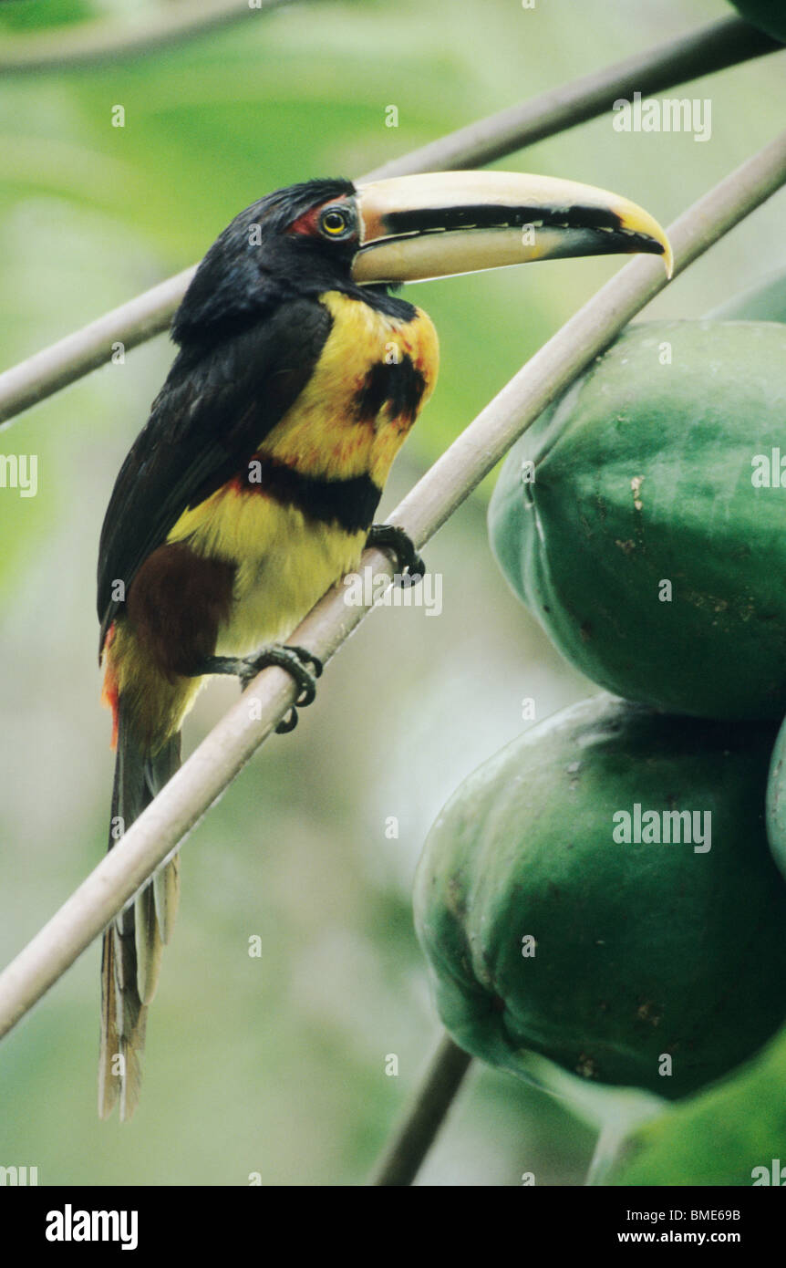 Pale-Mandibled erythropyglus (Pteroglossus Aracari,), endémique, 1000m W. Andes, Pichincha, Equateur. Banque D'Images