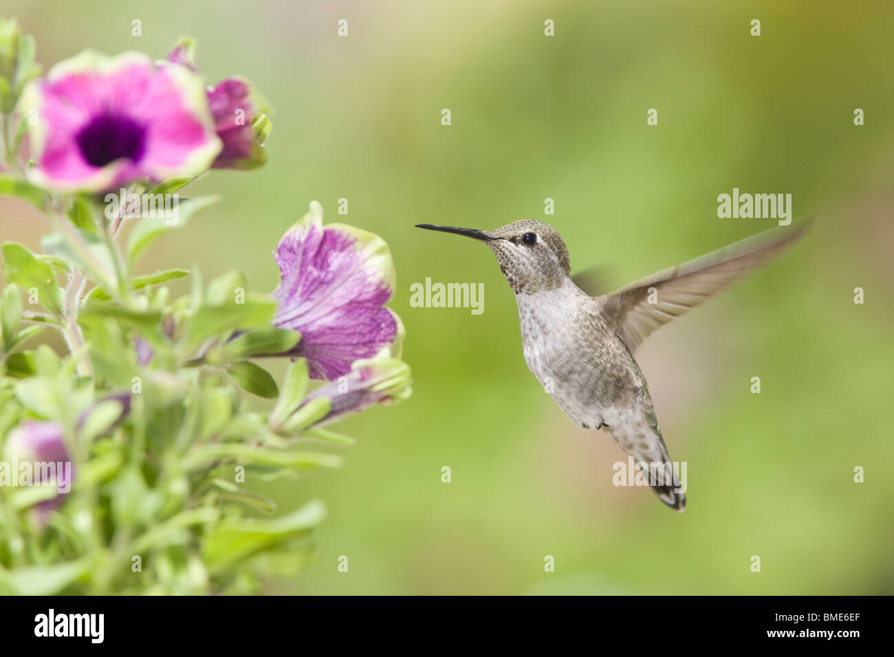Femme Anna's Colibris (Petunia x hybrida 'assez beaucoup Picasso Banque D'Images