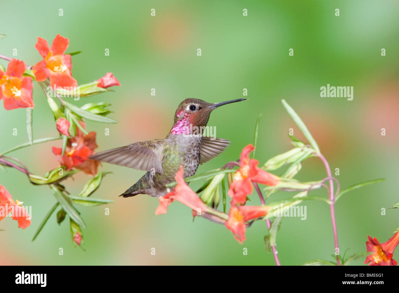 Anna's Hummingbird dans Scarlet Monkey Flower Banque D'Images