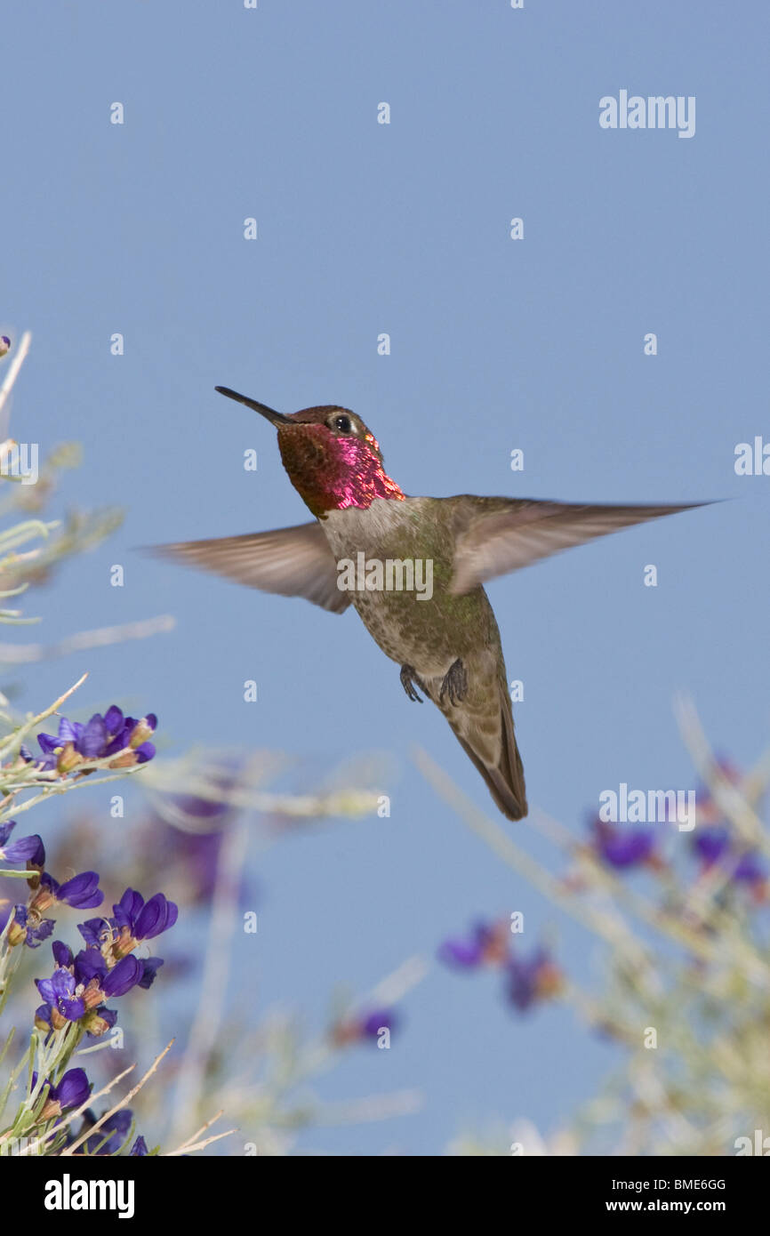 Anna's Hummingbird et Indigo Bush Banque D'Images