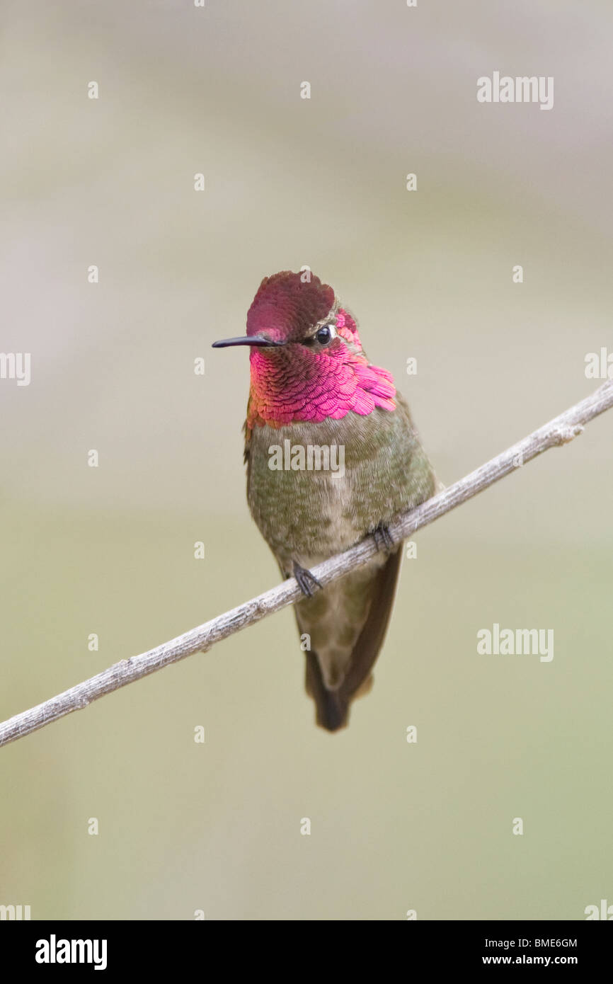 Anna's Hummingbird mâle - verticale Banque D'Images