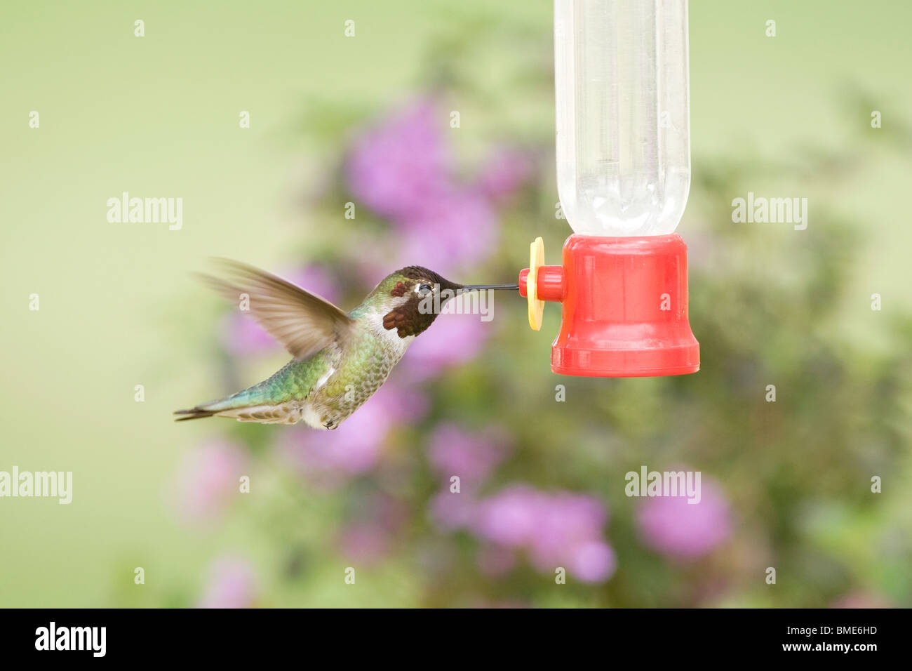 Anna's à Hummingbird Feeder Banque D'Images