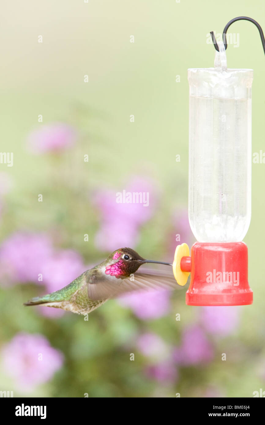 Anna's à Hummingbird Feeder - verticale Banque D'Images
