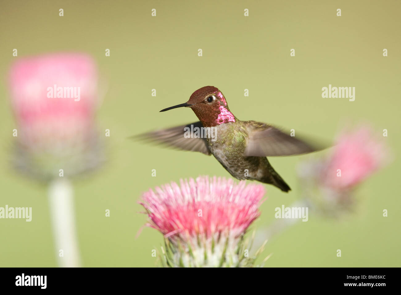 Anna's Hummingbird et Californie Chardon Banque D'Images