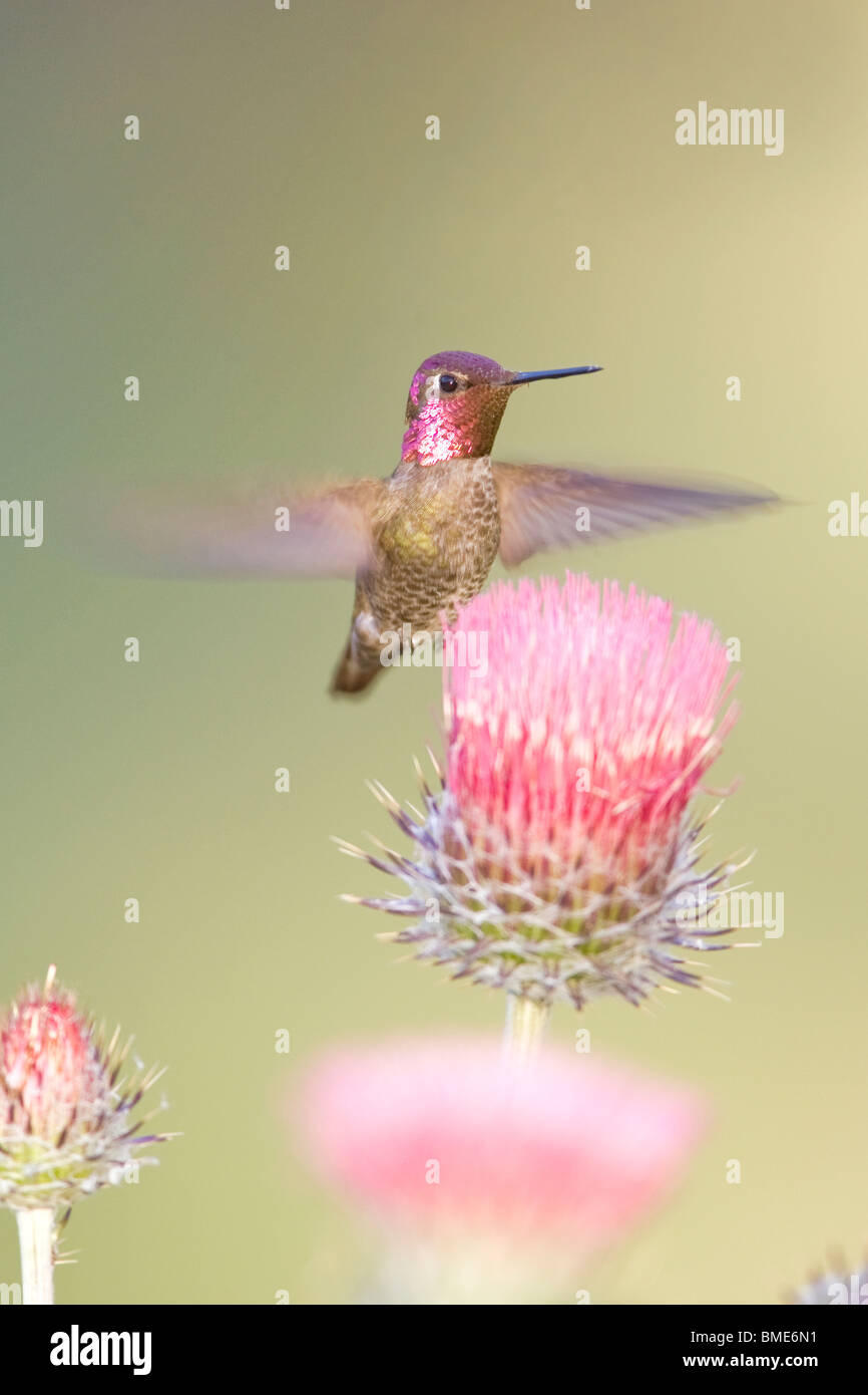 Anna's Hummingbird et Californie Chardon - verticale Banque D'Images